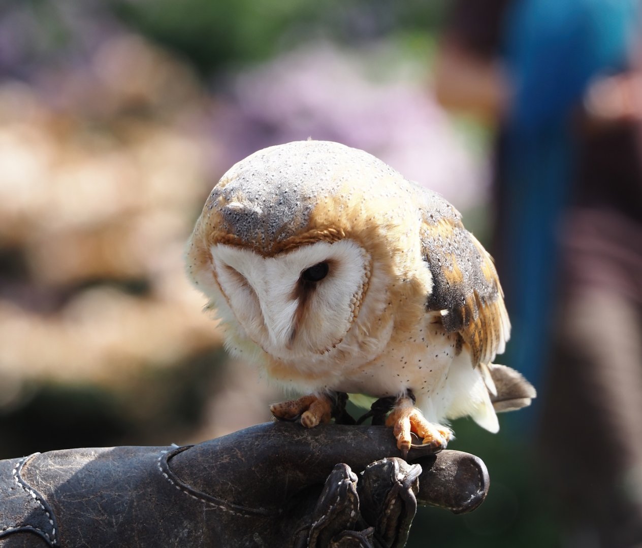Morning bird show - Barn owl (Tyto alba), 2024-05-23