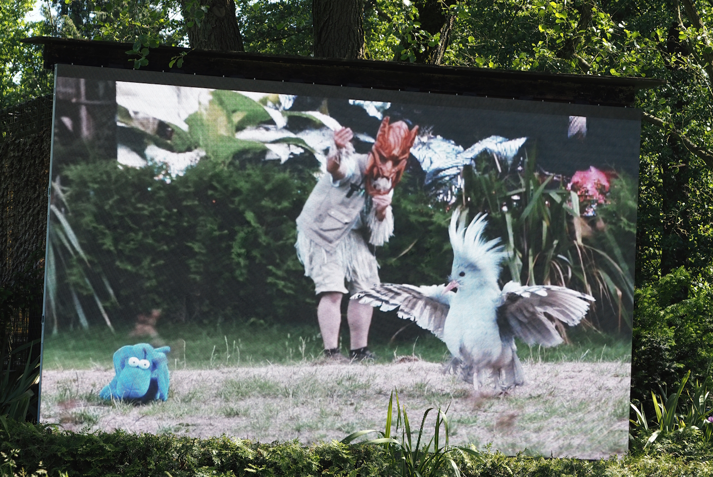 Morning bird show - Bird show screen with image of kagu used in show, 2024-05-23