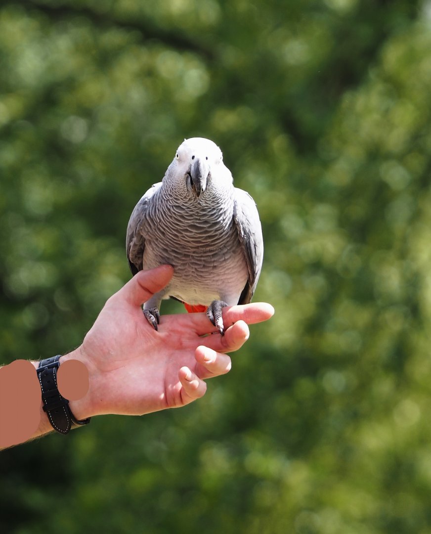 Morning bird show - Congo African grey parrot (Psittacus erithacus), 2024-05-23