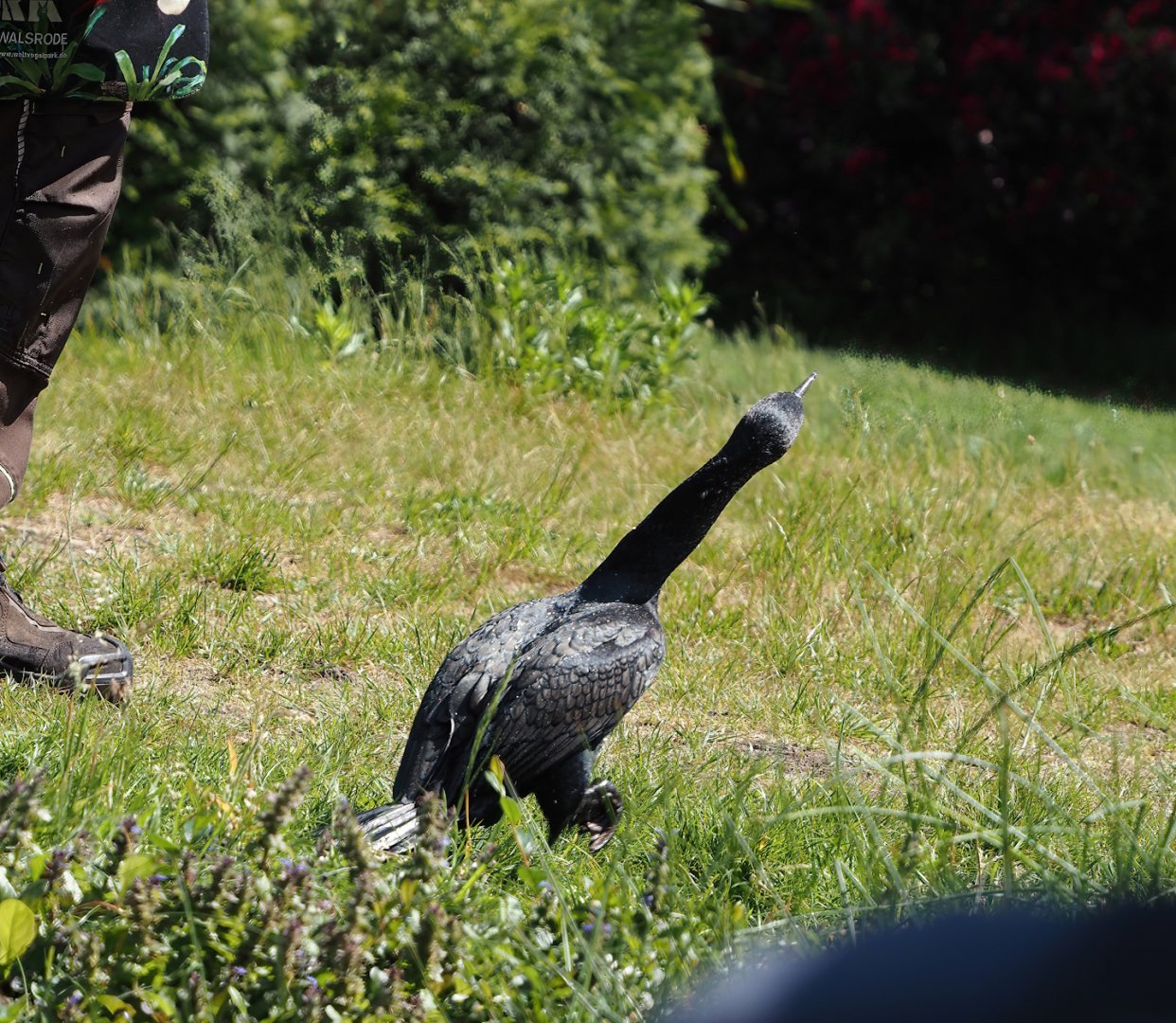 Morning bird show - Eurasian great cormorant (Phalacrocorax carbo sinensis), 2024-05-23