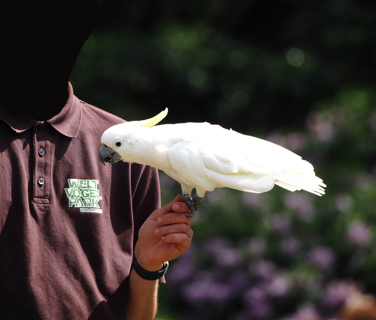 Morning bird show - Greater sulphur-crested cockatoo (Cacatua galerita), 2024-05-23