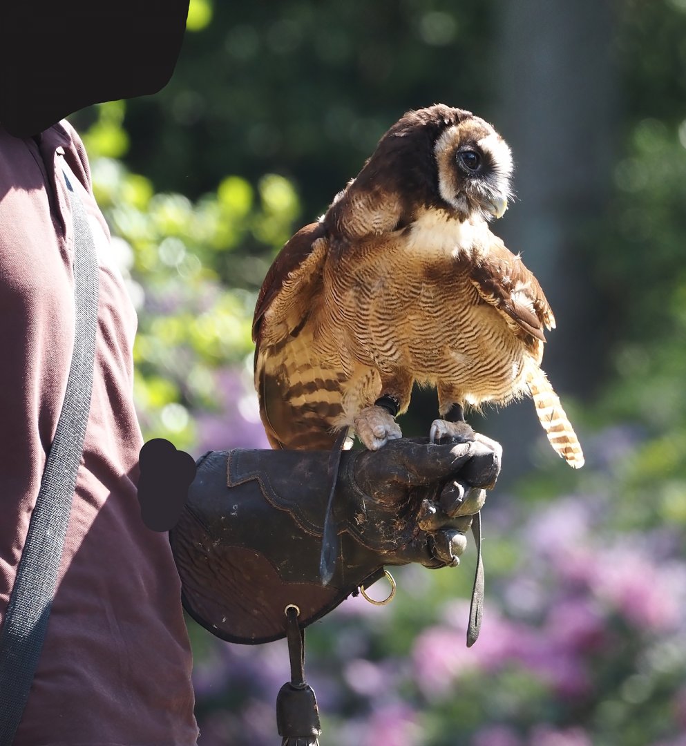 Morning bird show - Javan brown wood owl (Strix leptogrammica bartelsi), 2024-05-23