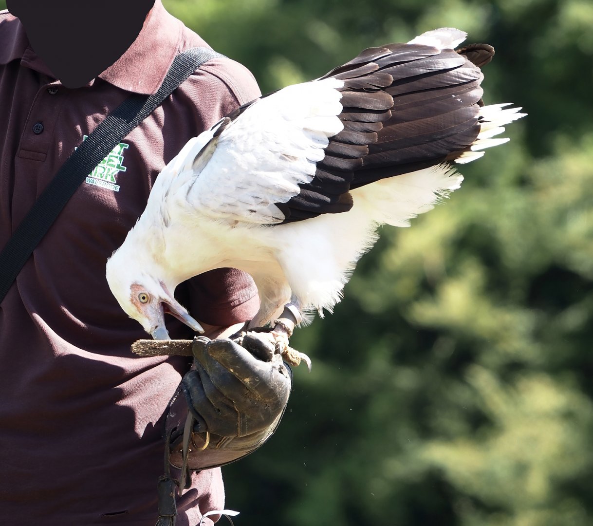 Morning bird show - Palm-nut vulture (Gypohierax angolensis), 2024-05-23