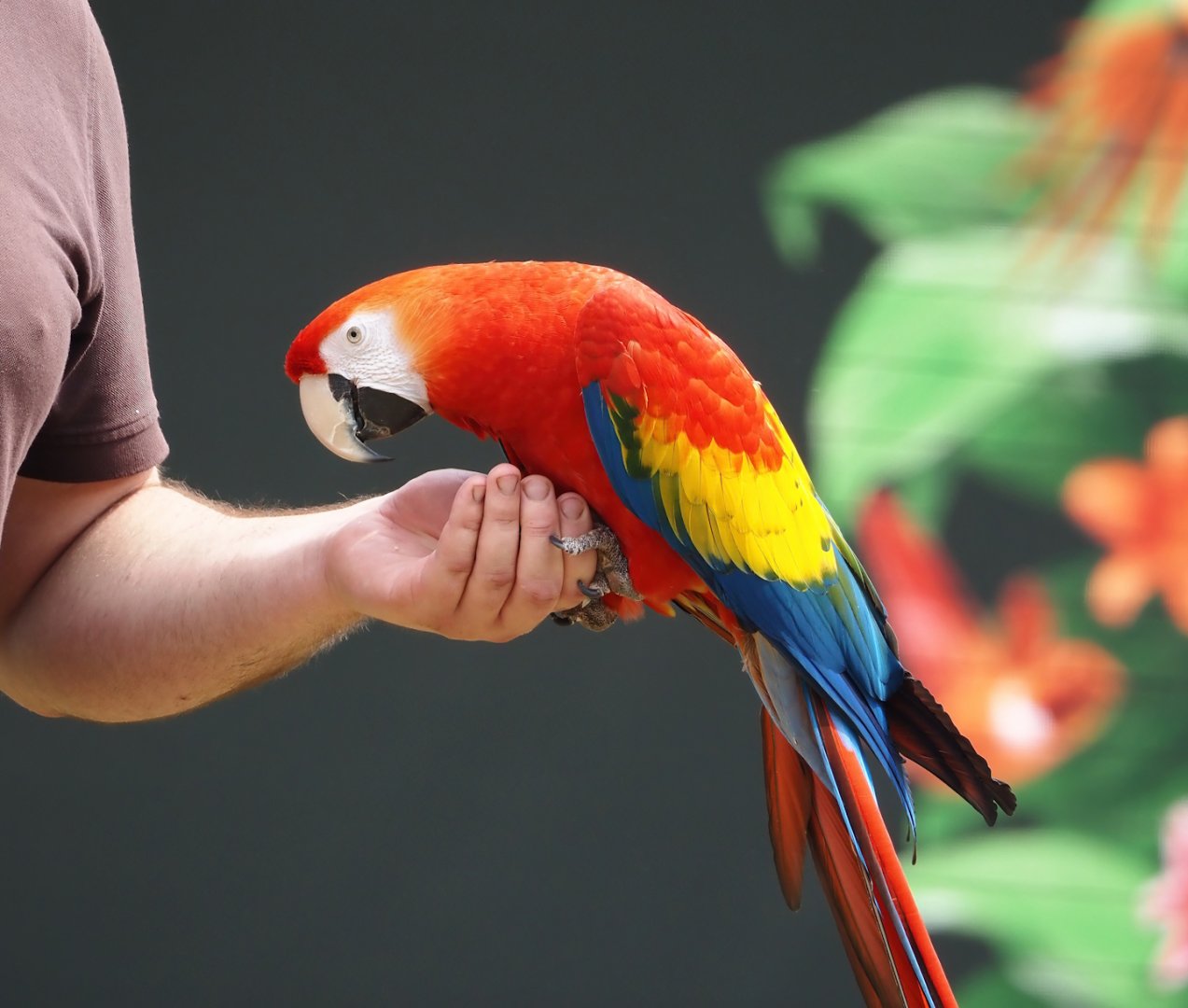 Morning bird show - Scarlet macaw (Ara macao), 2024-05-23