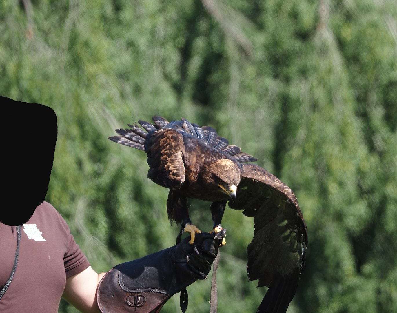 Morning bird show - Steppe eagle (Aquila nipalensis), 2024-05-23