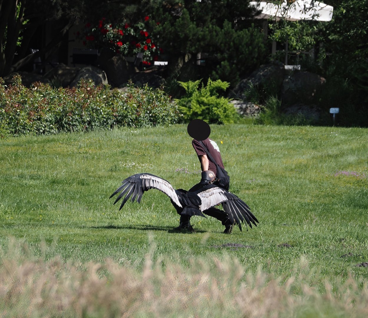 Morning bird show - Trainer and Andean condor (Vultur gryphus), 2024-05-23