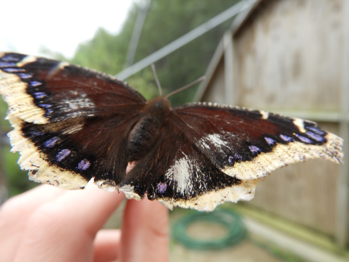 Morning Cloak (Nymphalis antiopa)