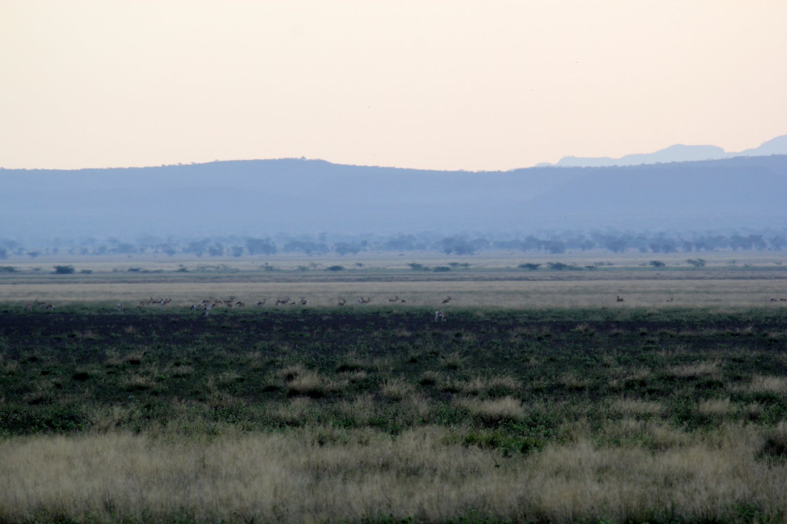 Morning Dawn with Soemmerring's gazelle (Nanger soemmerringii) herd