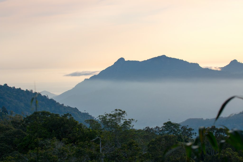 Morning Mountain Mist