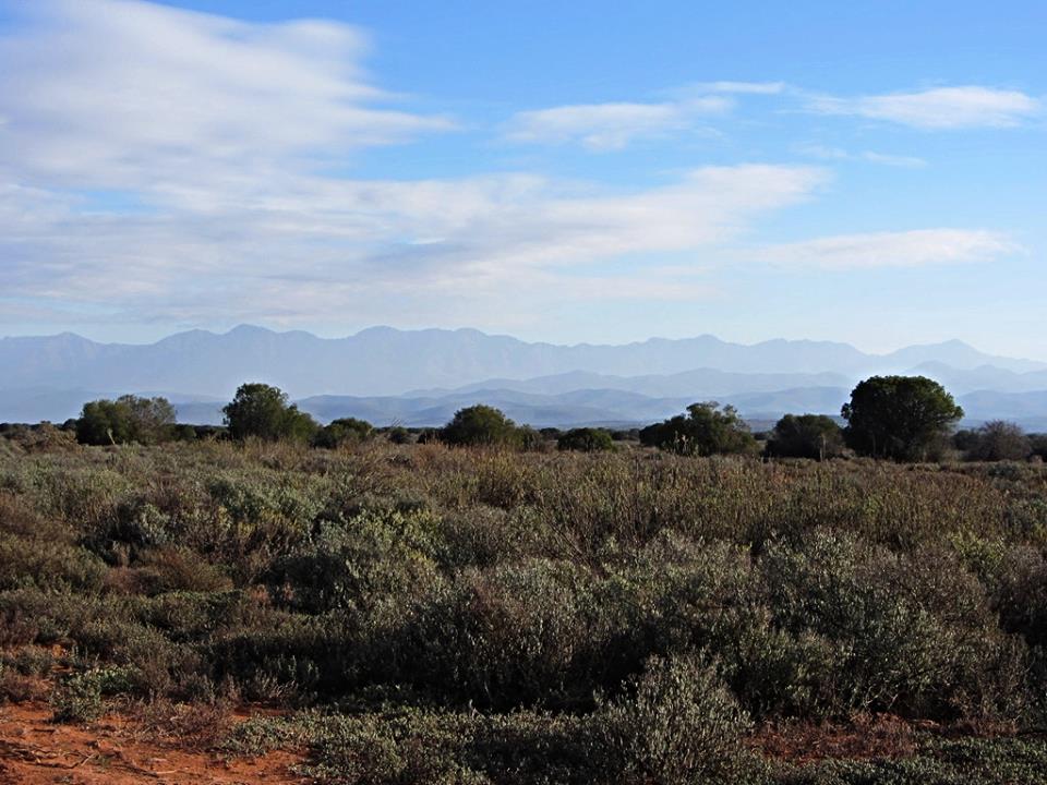 Morning on the Karoo