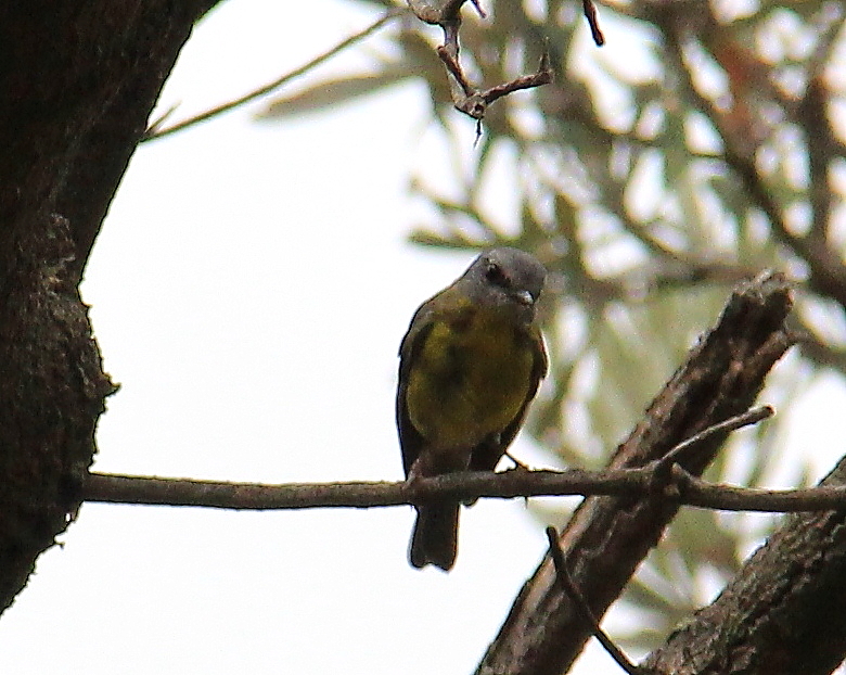Mornington Peninsula National Park bird