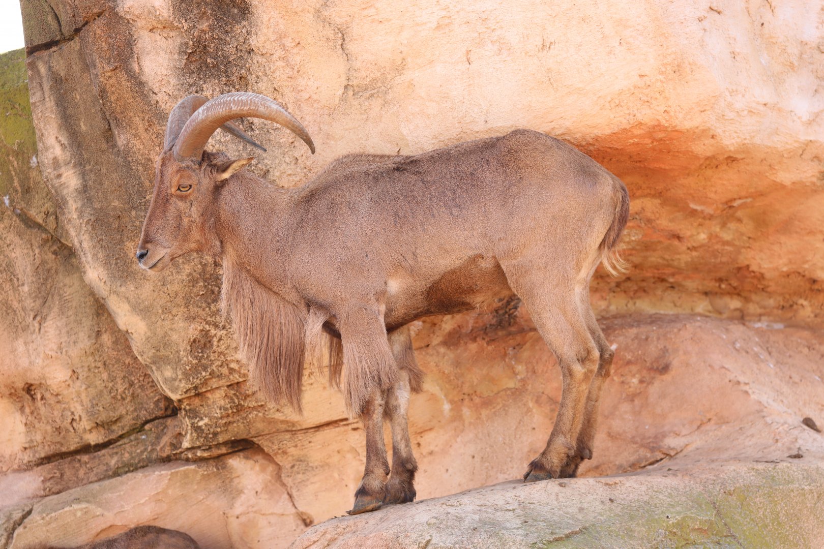 Moroccan Barbary sheep (Ammotragus lervia lervia)