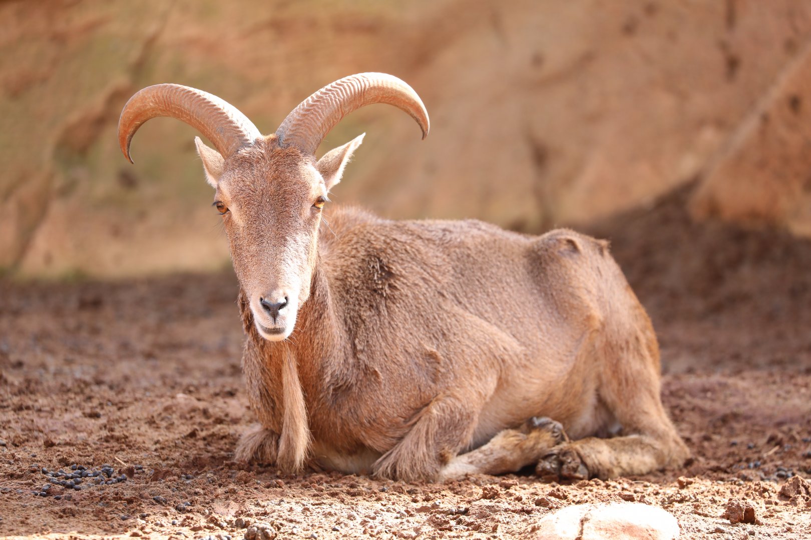 Moroccan Barbary sheep (Ammotragus lervia lervia)