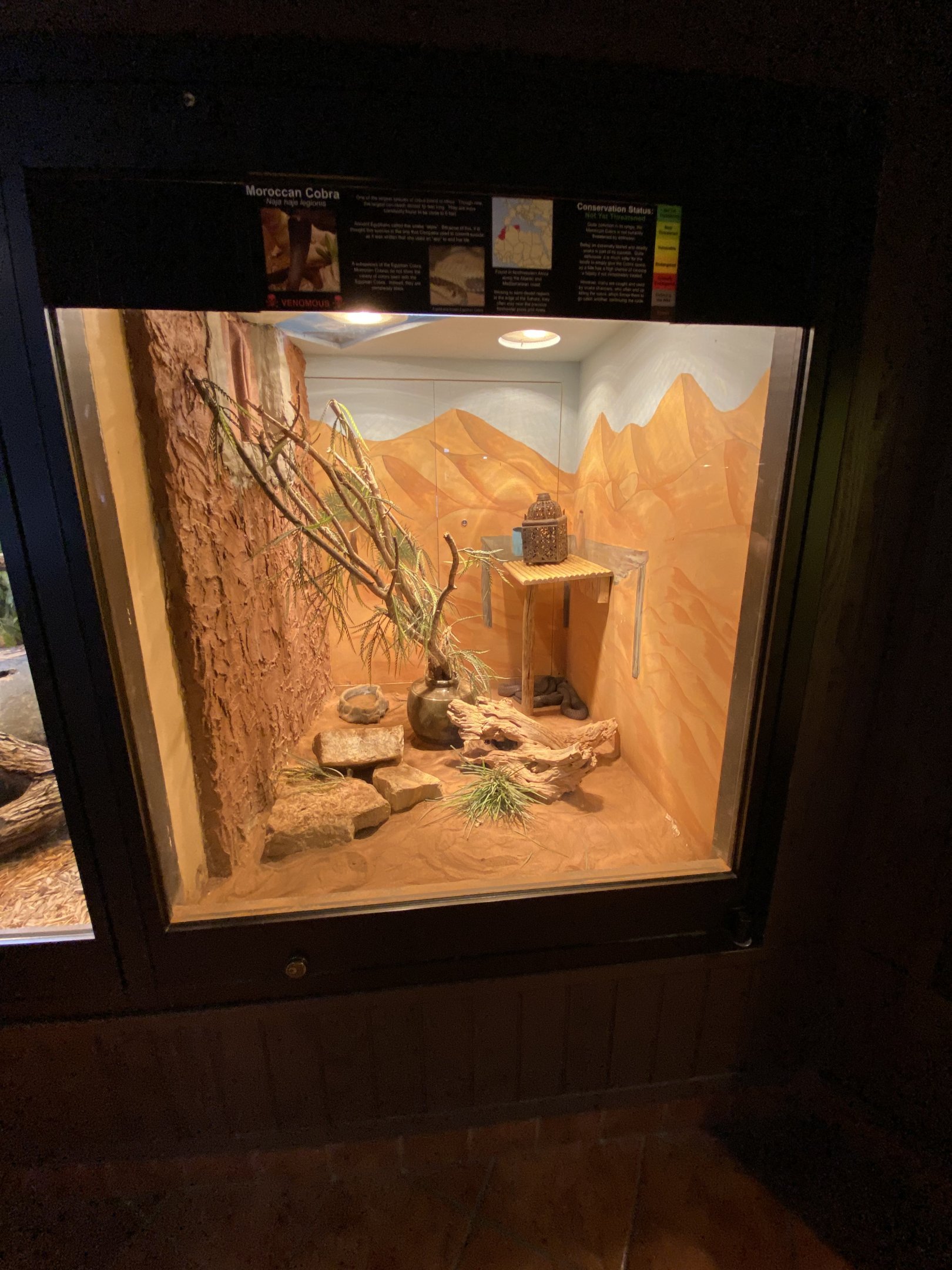 Moroccan Cobra Exhibit