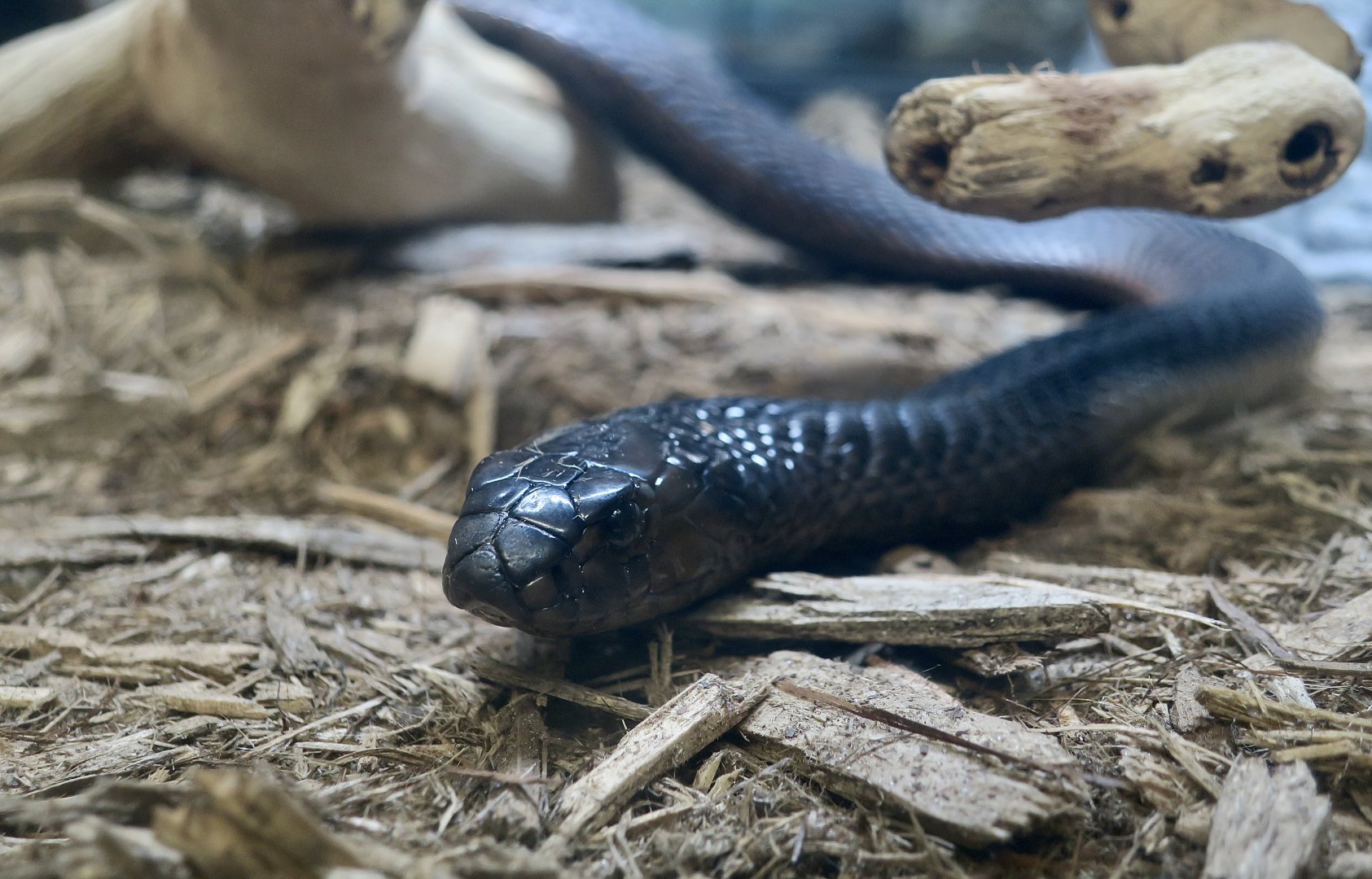 Moroccan Cobra (Naja haje legionis)