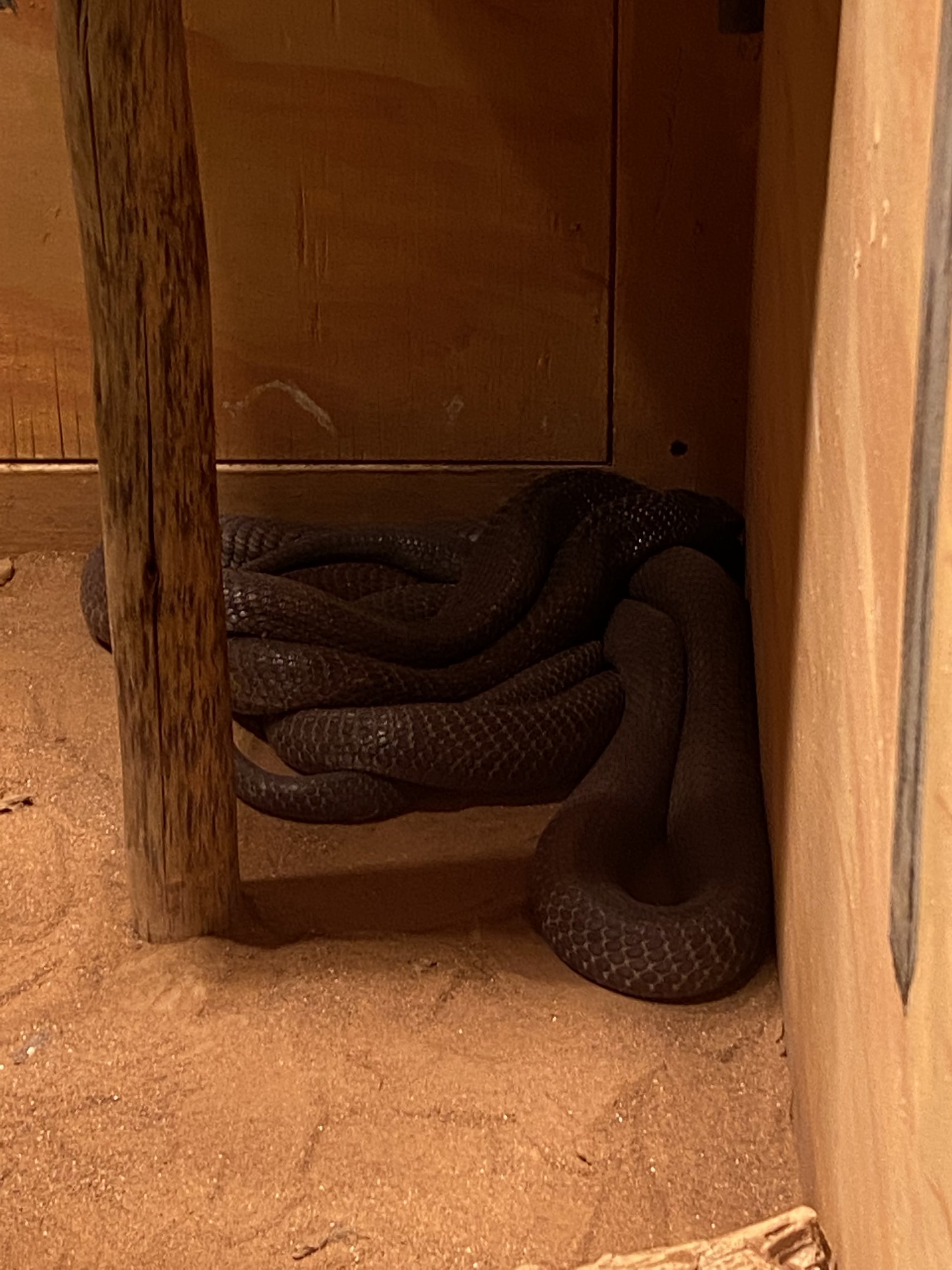 Moroccan Cobra