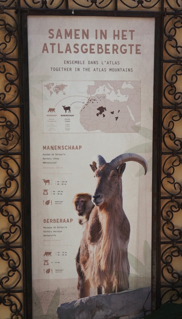Moroccan exhibit - Sign for Barbary macaque and newly added Barbary sheep, 2024-07-14