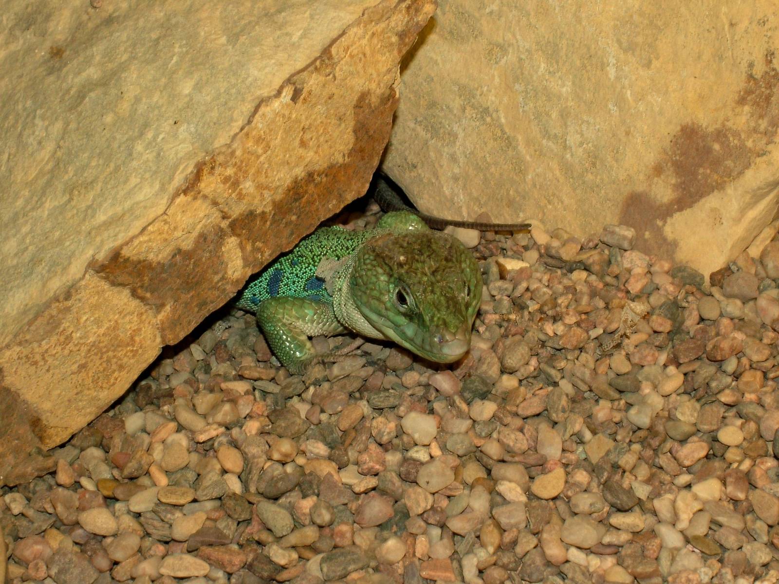 Moroccan Eyed Lizard at Prague Terrarium, 26/08/12