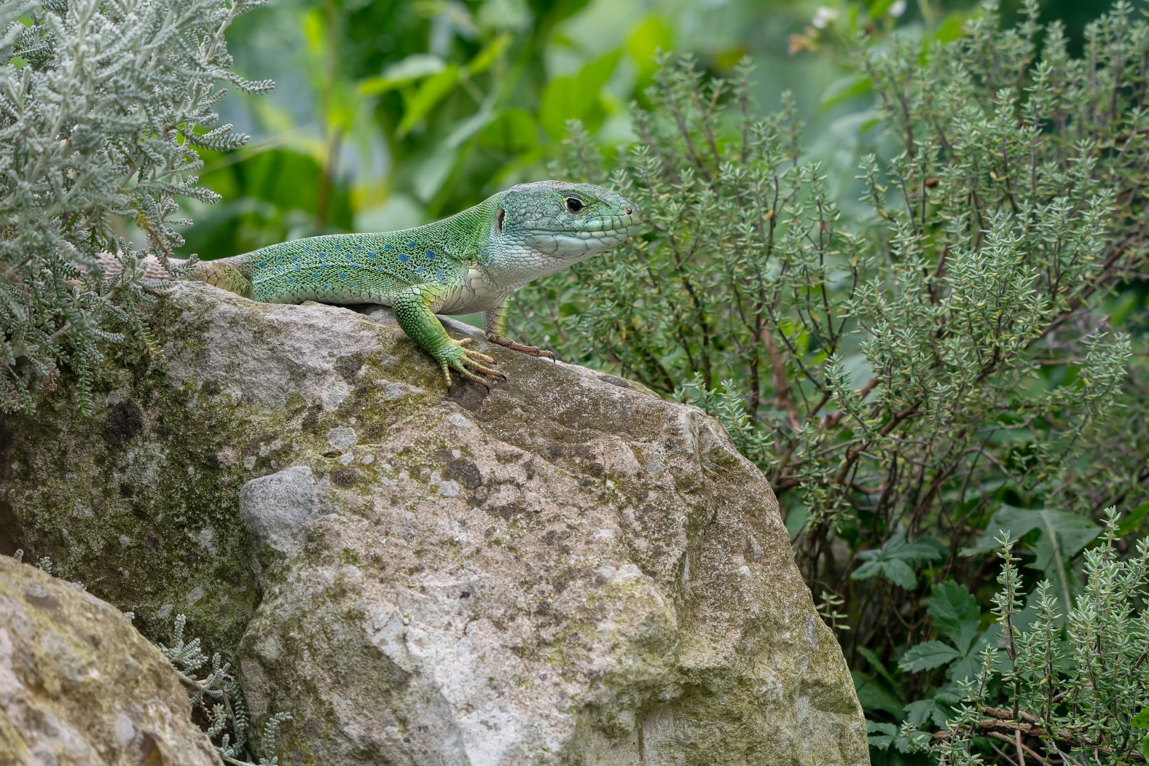 Moroccan eyed lizard (Timon tangitanus)