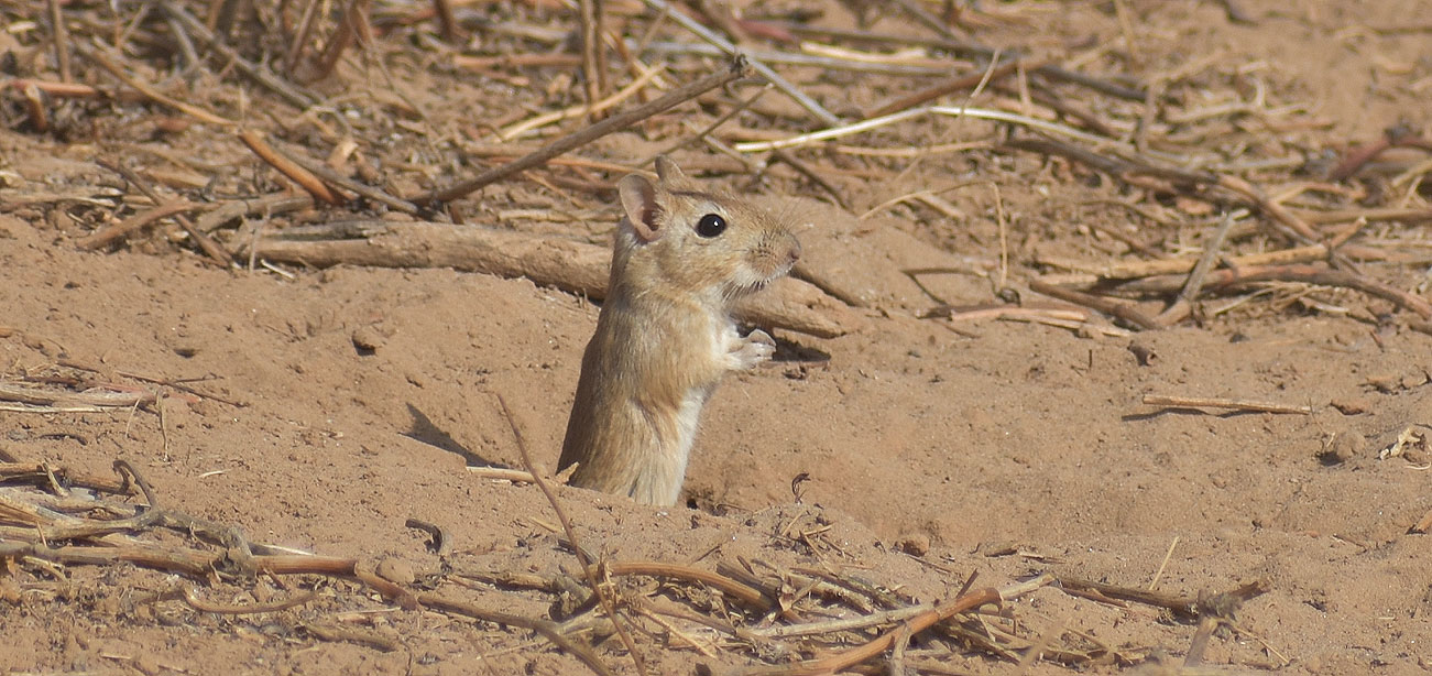 Moroccan jird - (El Jouaber)
