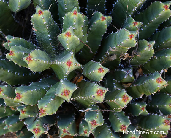moroccan mound spurge