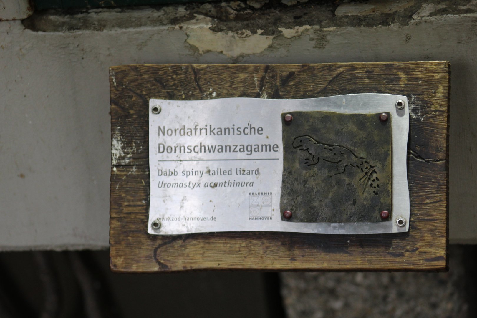 Moroccan Spiny-Tailed Lizard Signage