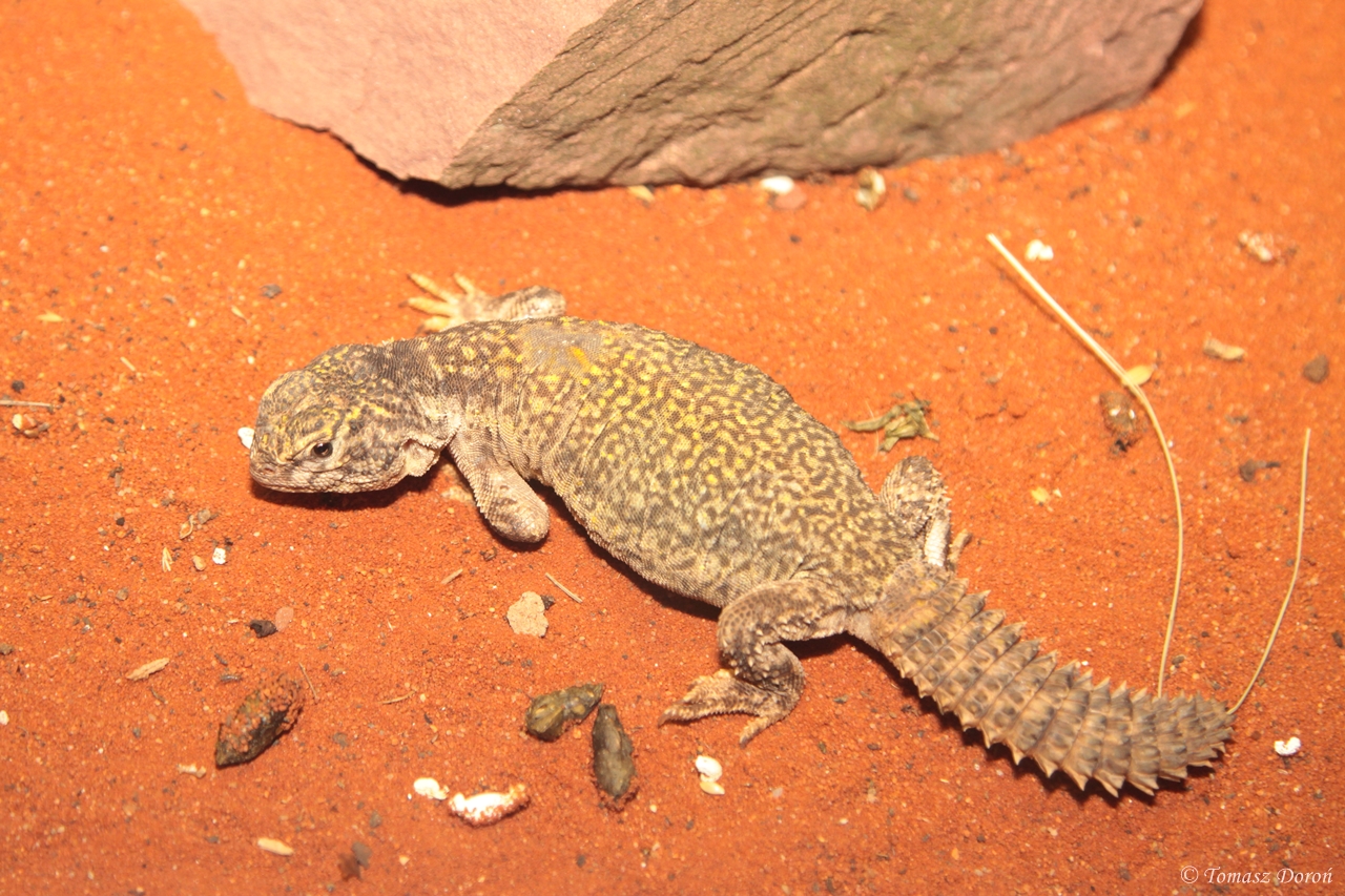 Moroccan Spiny-tailed Lizard  (Uromastyx acanthinurus nigriventris)