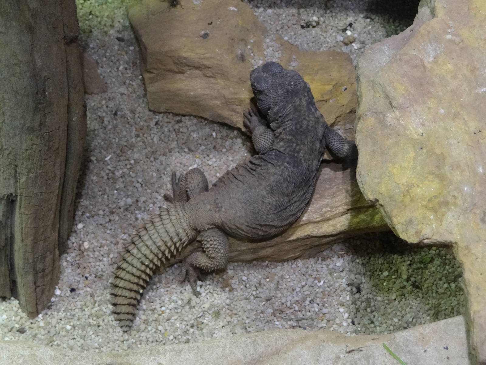 Moroccan spiny-tailed lizard (Uromastyx acanthinurus)