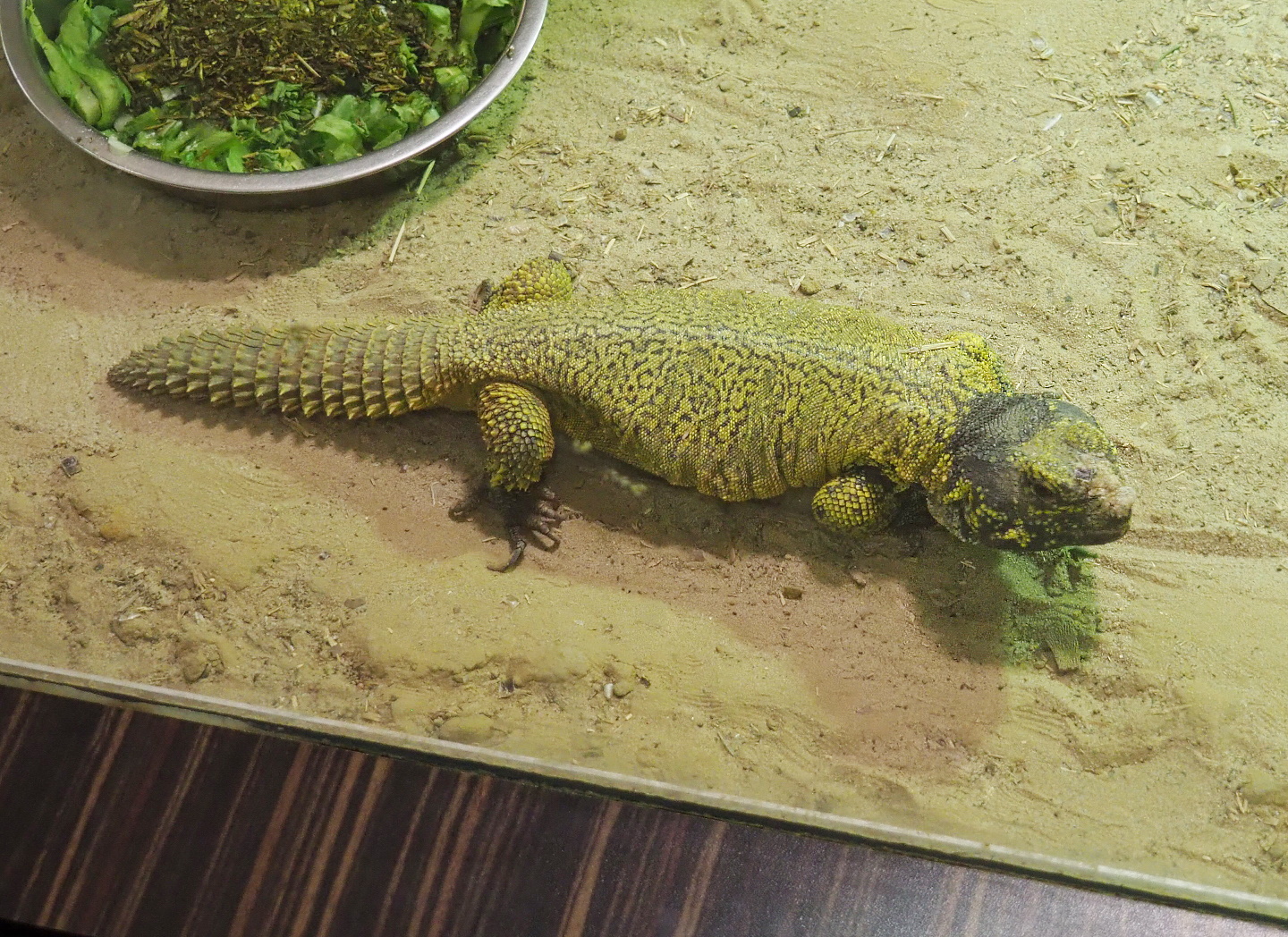 Moroccan spiny-tailed lizard (Uromastyx nigriventris), 2021-07-17