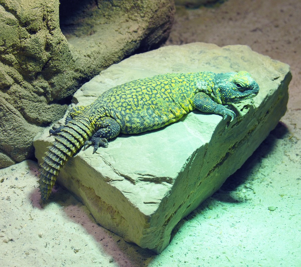 Moroccan spiny-tailed lizard (Uromastyx nigriventris), 2022-03-16