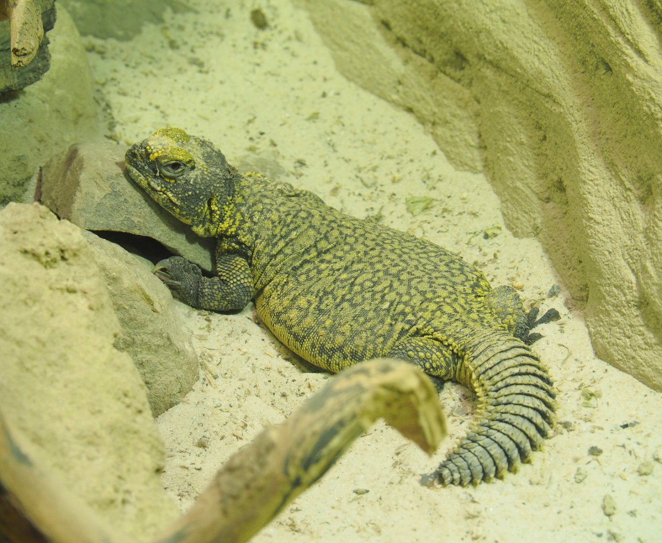 Moroccan spiny-tailed lizard (Uromastyx nigriventris), 2022-05-26