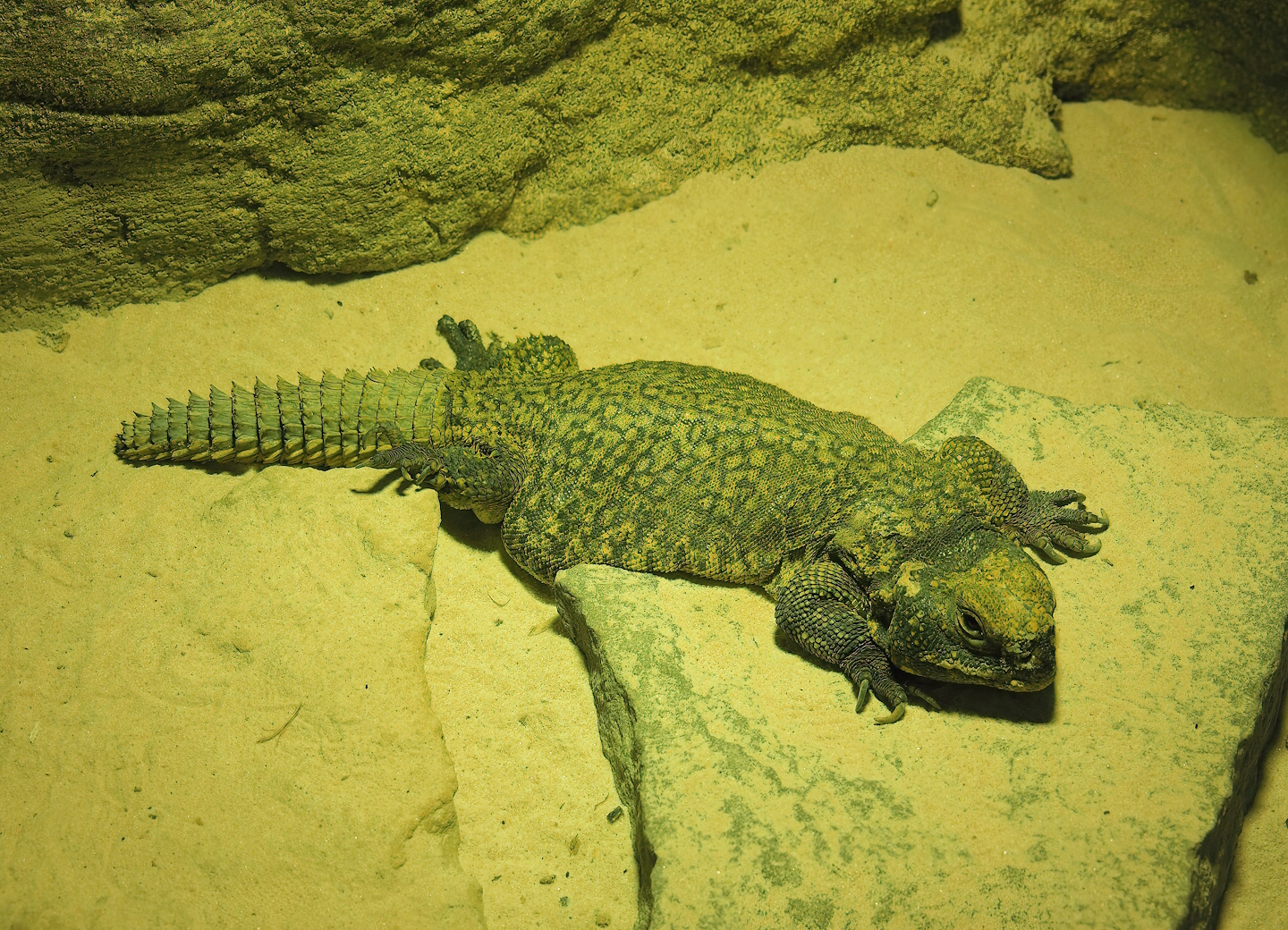 Moroccan spiny-tailed lizard (Uromastyx nigriventris), 2022-09-04