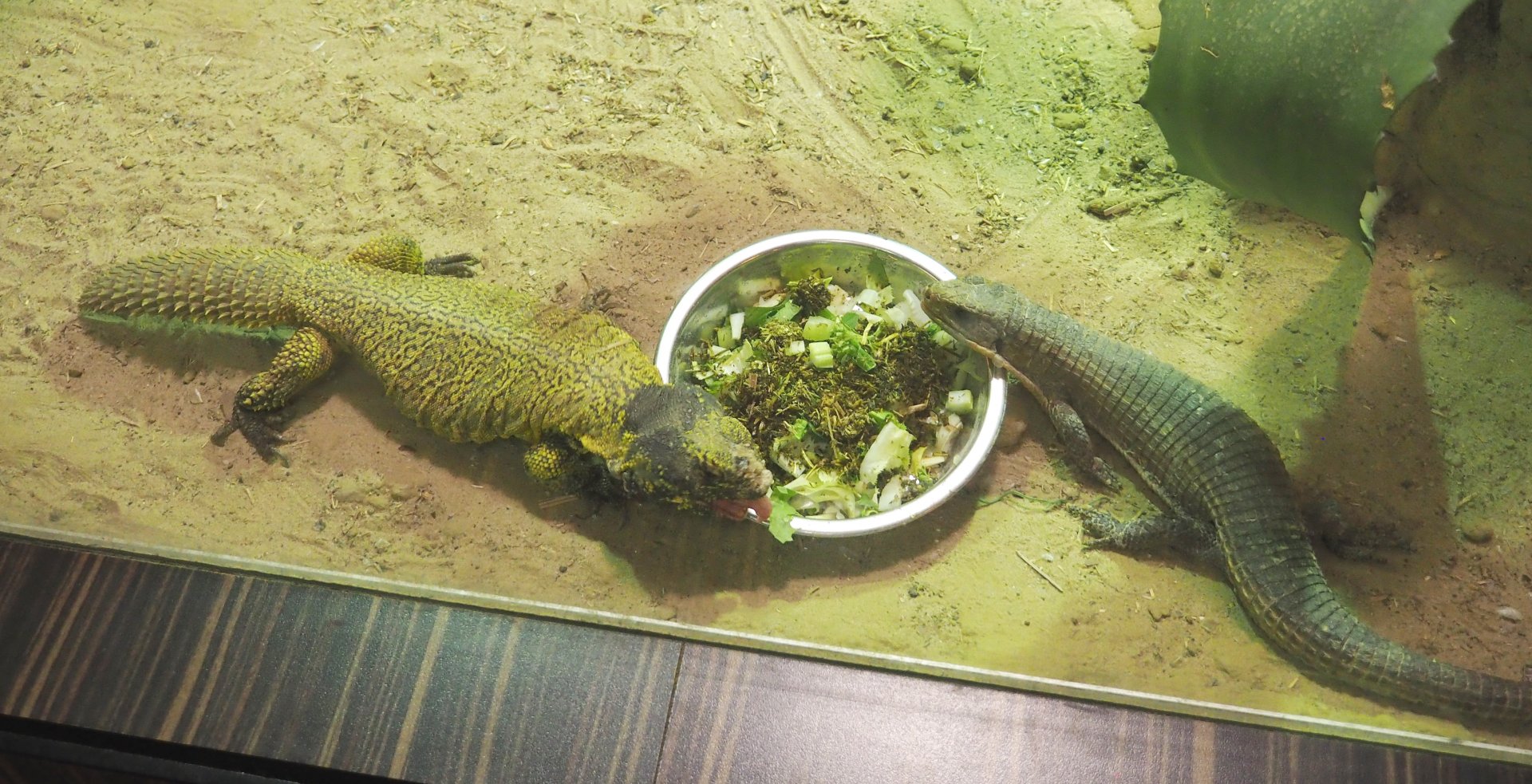 Moroccan spiny-tailed lizard (Uromastyx nigriventris) and Black-lined plated lizard (Gerrhosaurus nigrolineatus) at the salad bowl, 2021-07-17