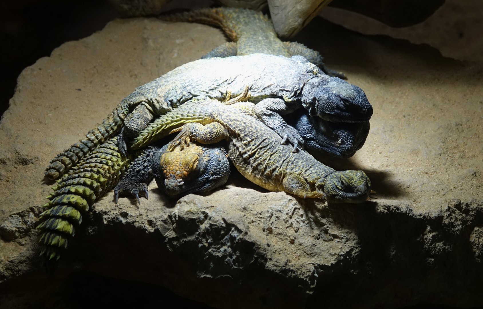 Moroccan Spiny-tailed Lizard