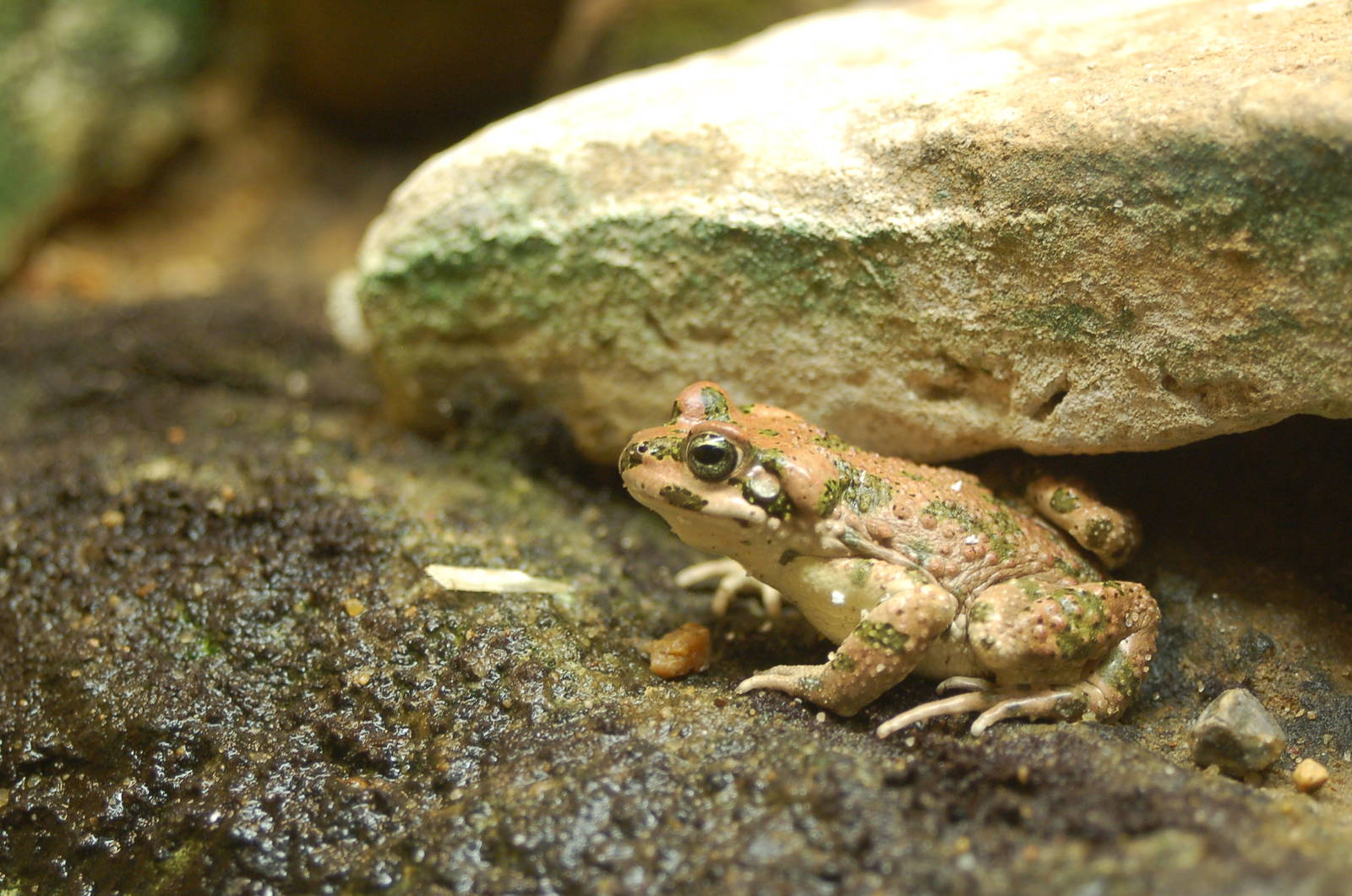 Moroccan Toad