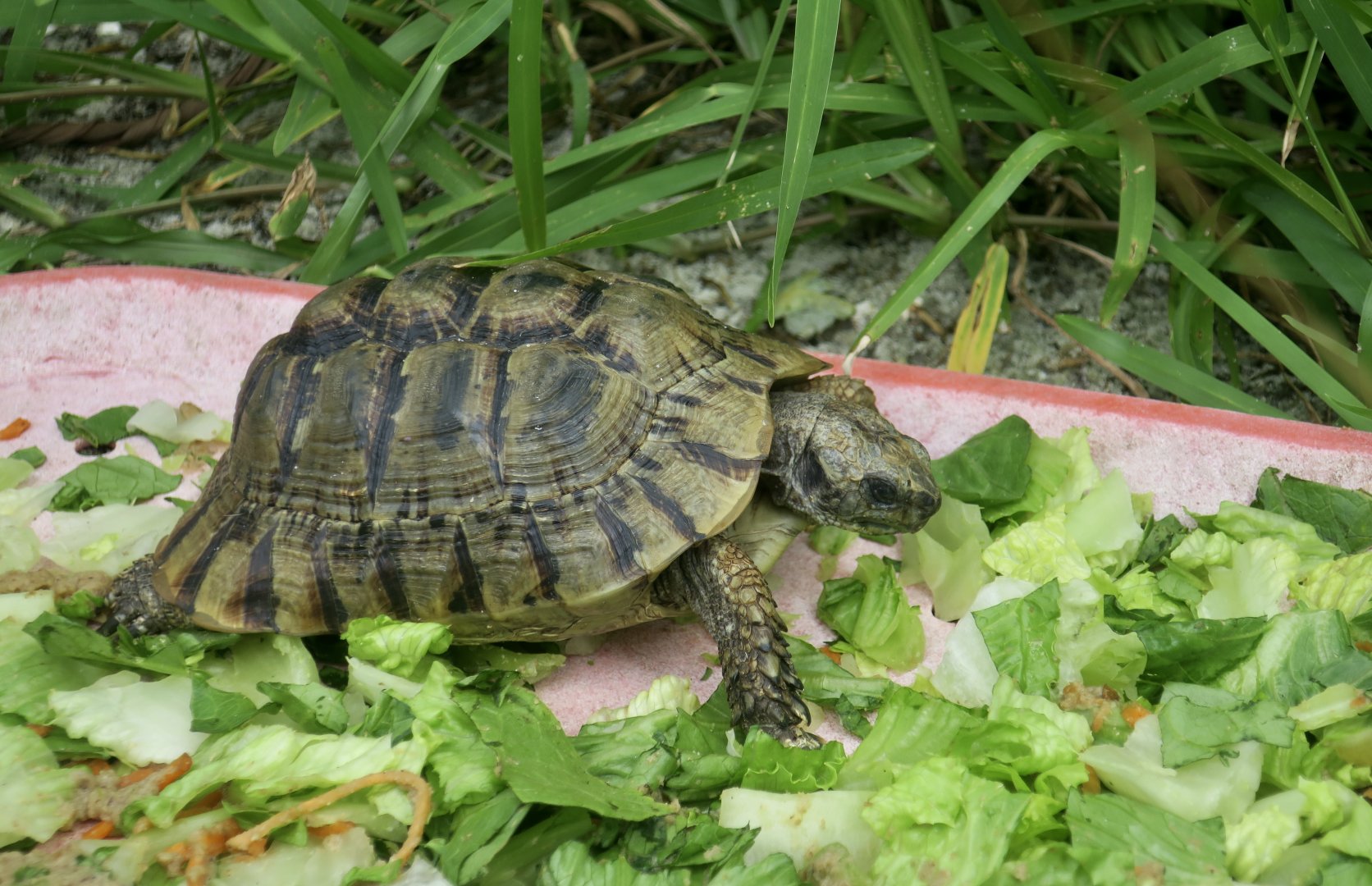 Moroccan Tortoise (Testudo graeca marokkensis)
