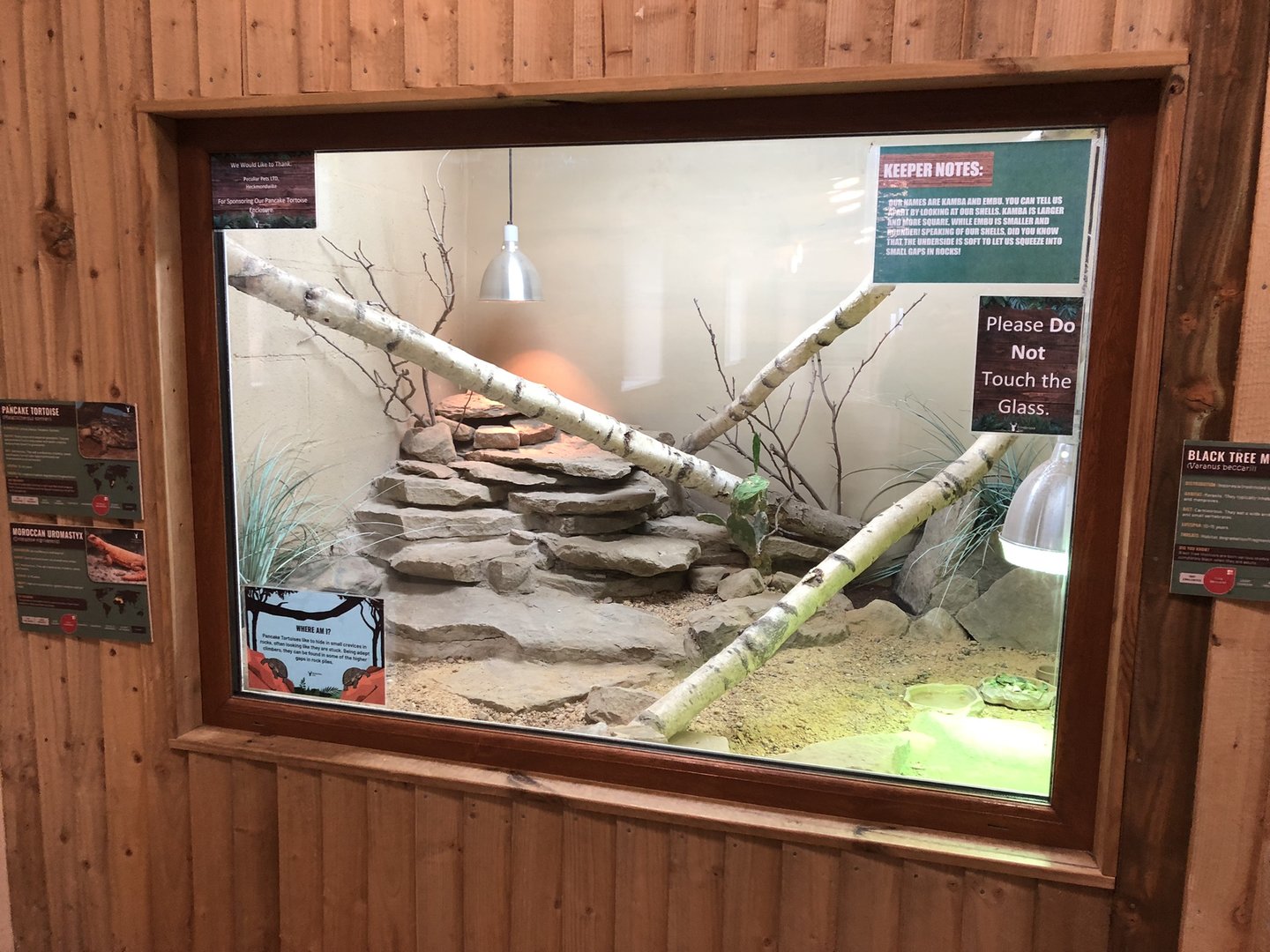 Moroccan Uromastyx / Pancake Tortoise Enclosure at Ponderosa Zoo (October 2022)