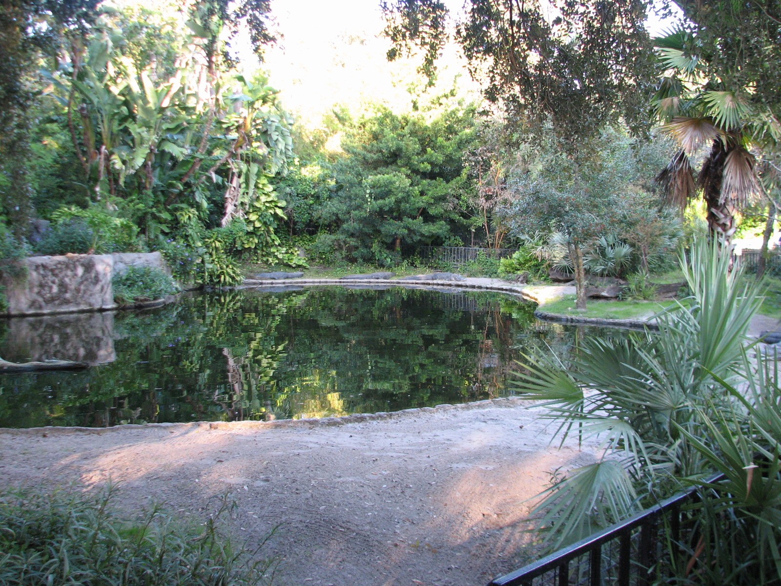 Morocco - American Alligator Exhibit