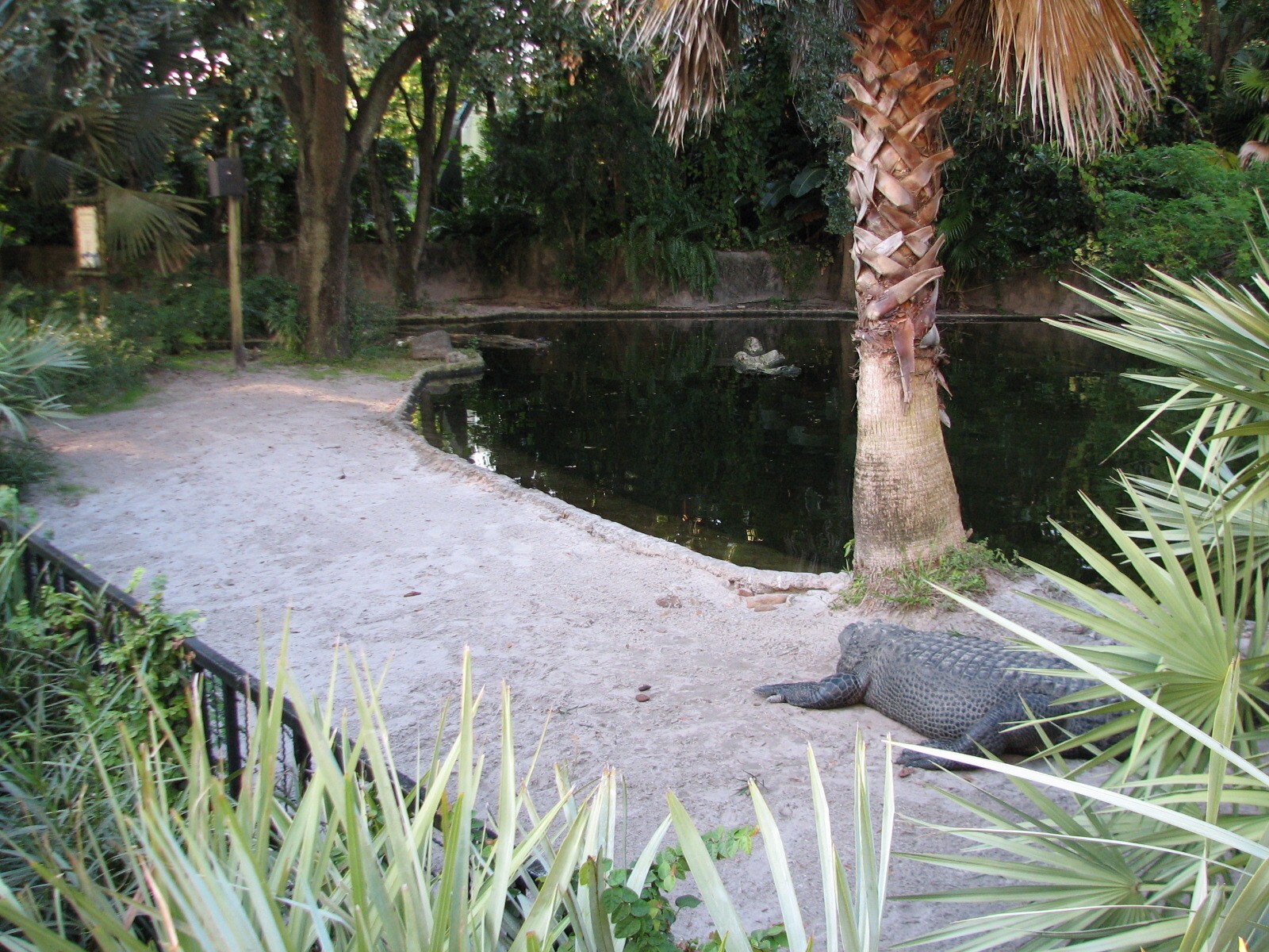Morocco - American Alligator Exhibit