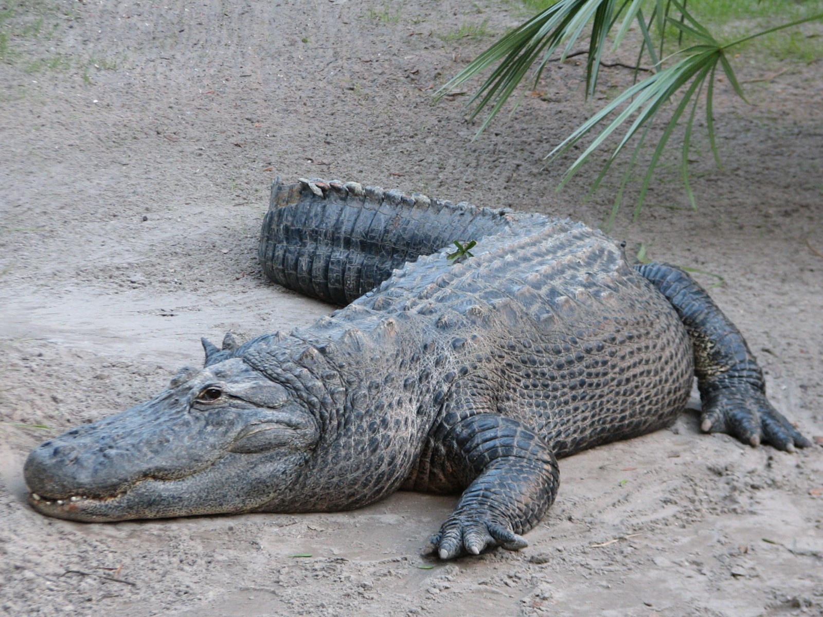 Morocco - American Alligator Exhibit