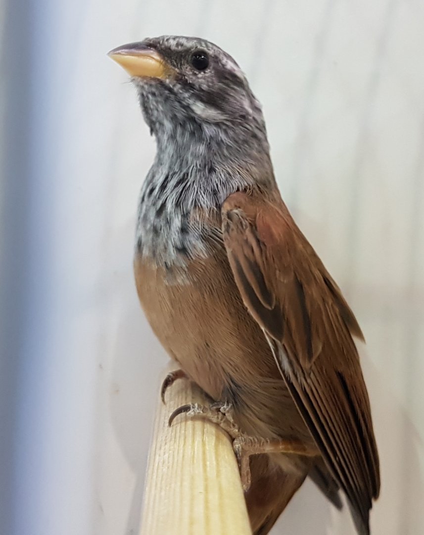 Morocco house bunting