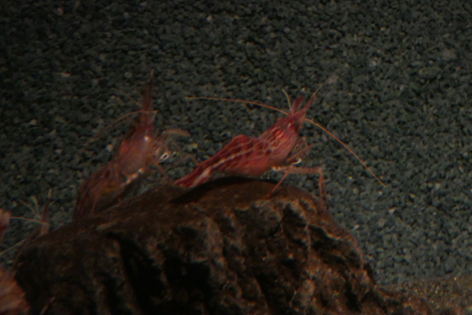 Morotoge Shrimp (Pandalopsis japonica)