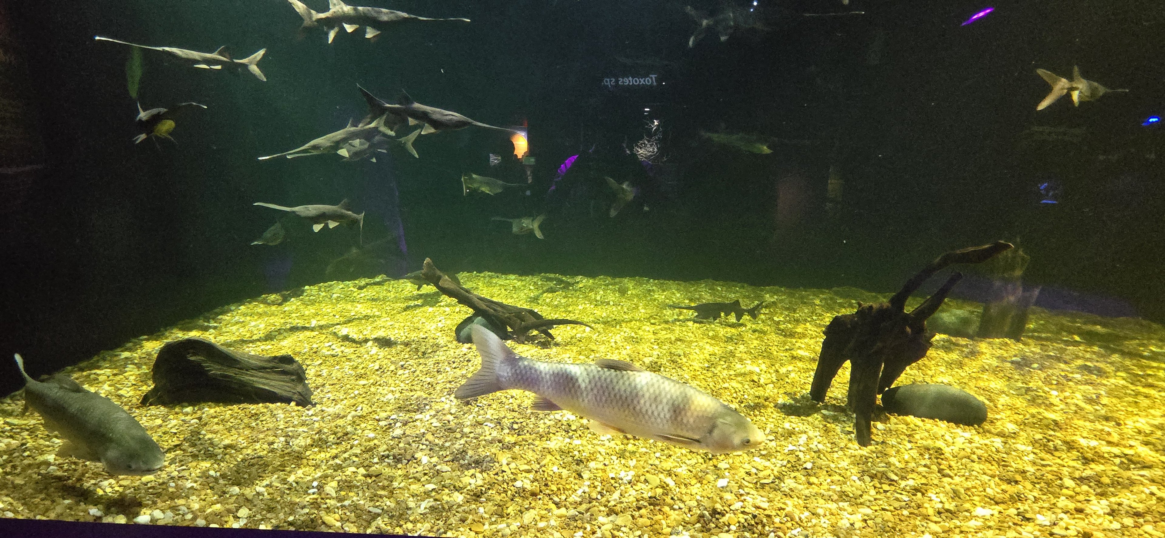 MORPH'D -  American paddlefish and carp