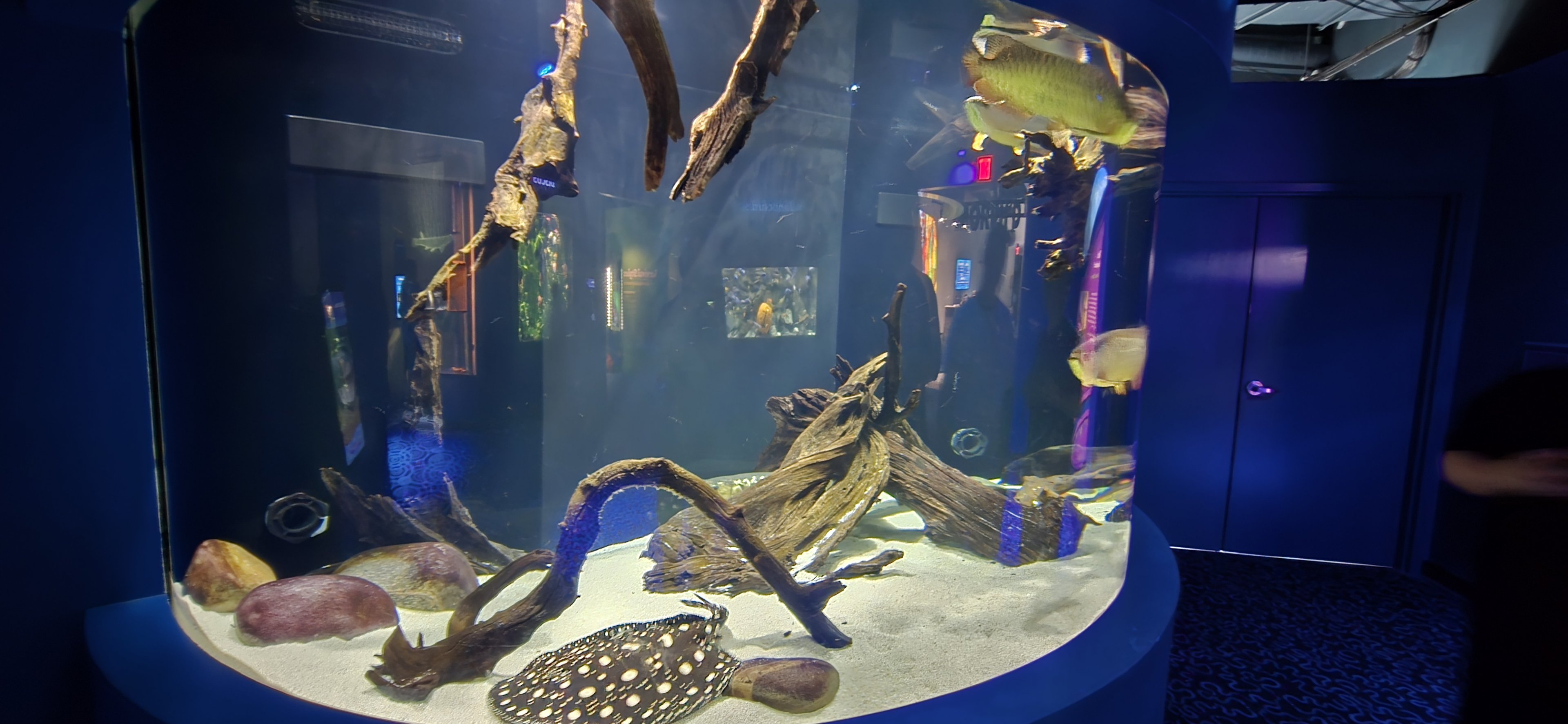 MORPH'D - Arowana and freshwater stingrays