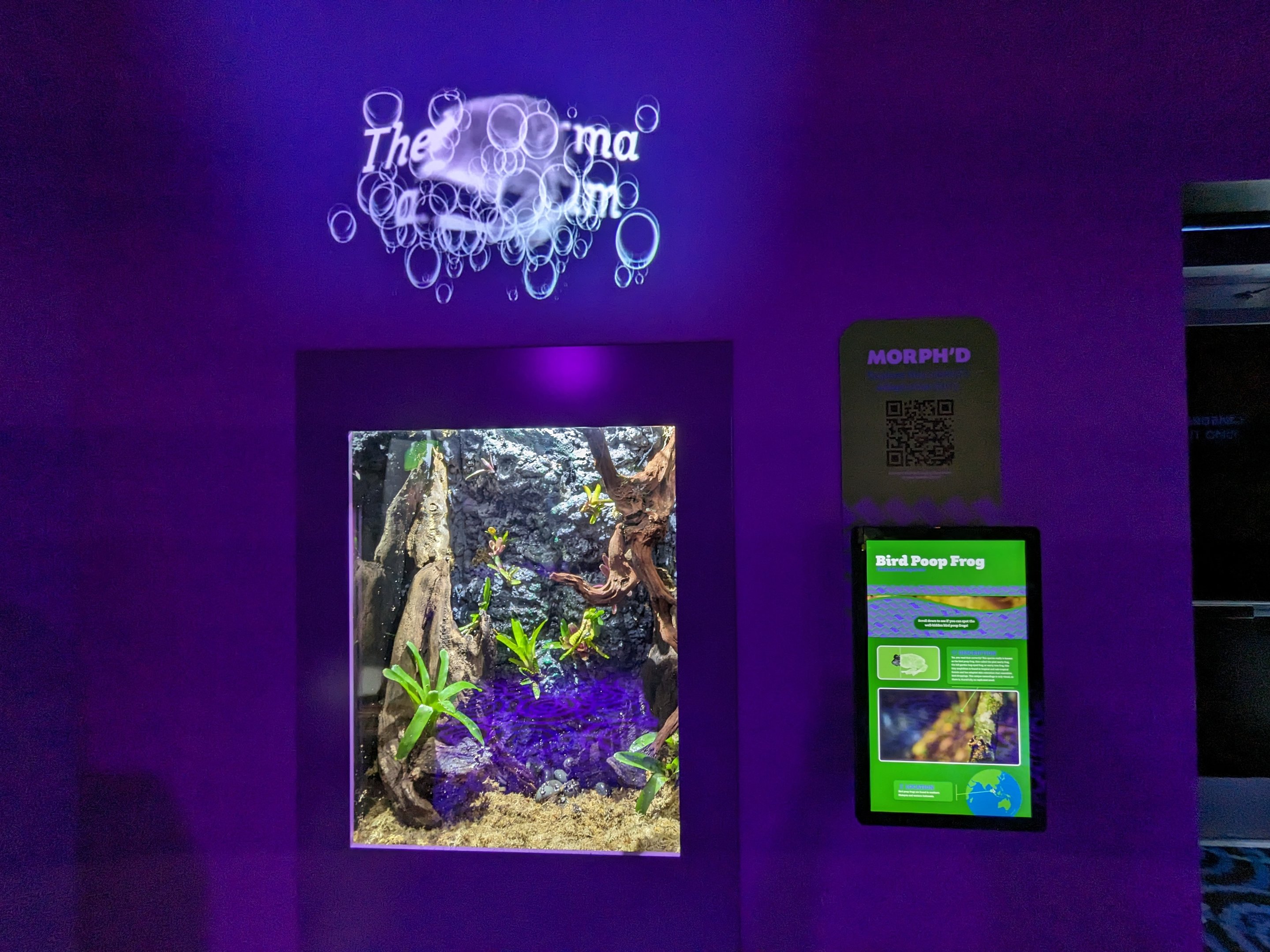 MORPH'D - Bird Poop Frog