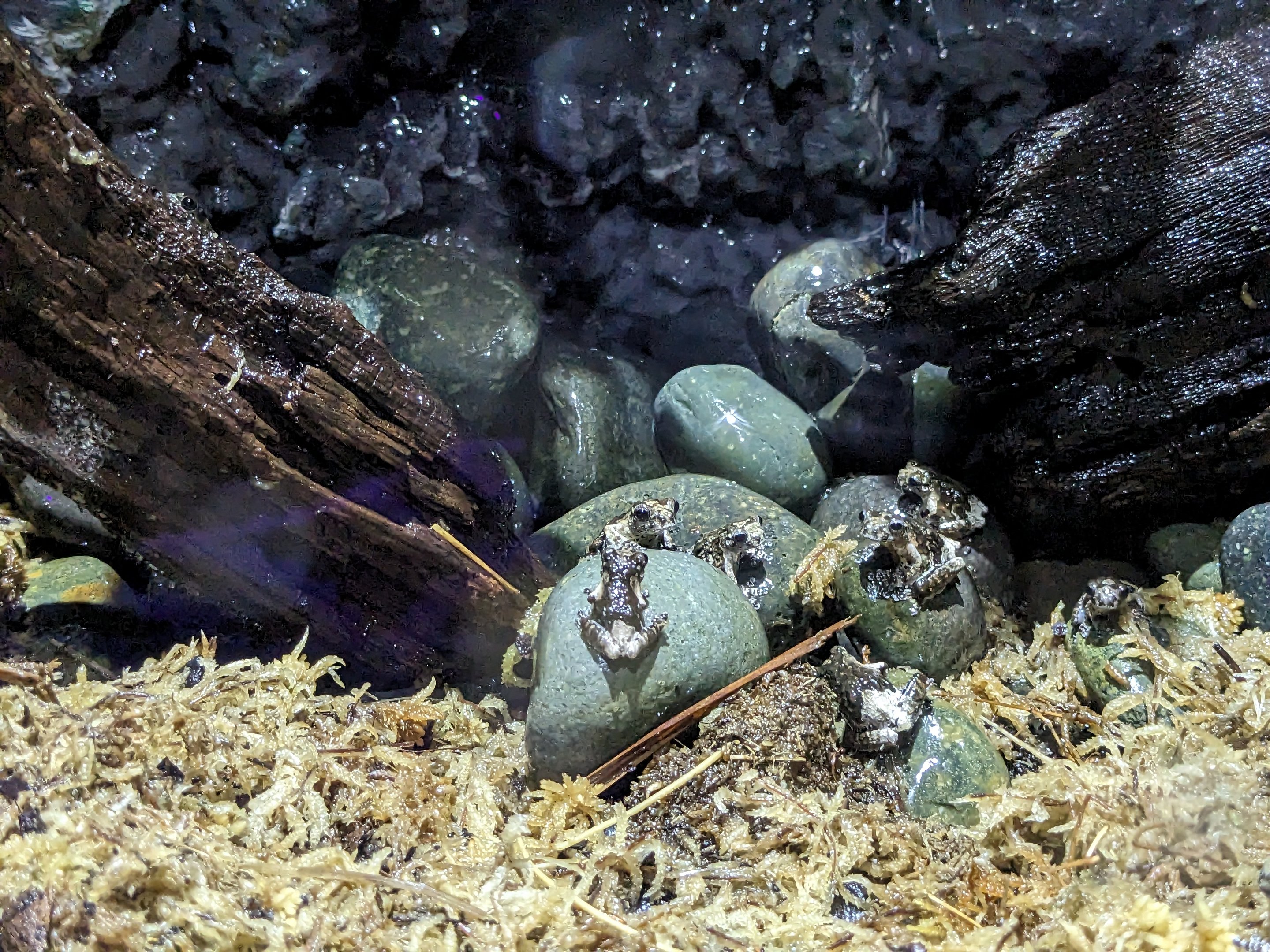 MORPH'D - Bird Poop Frog