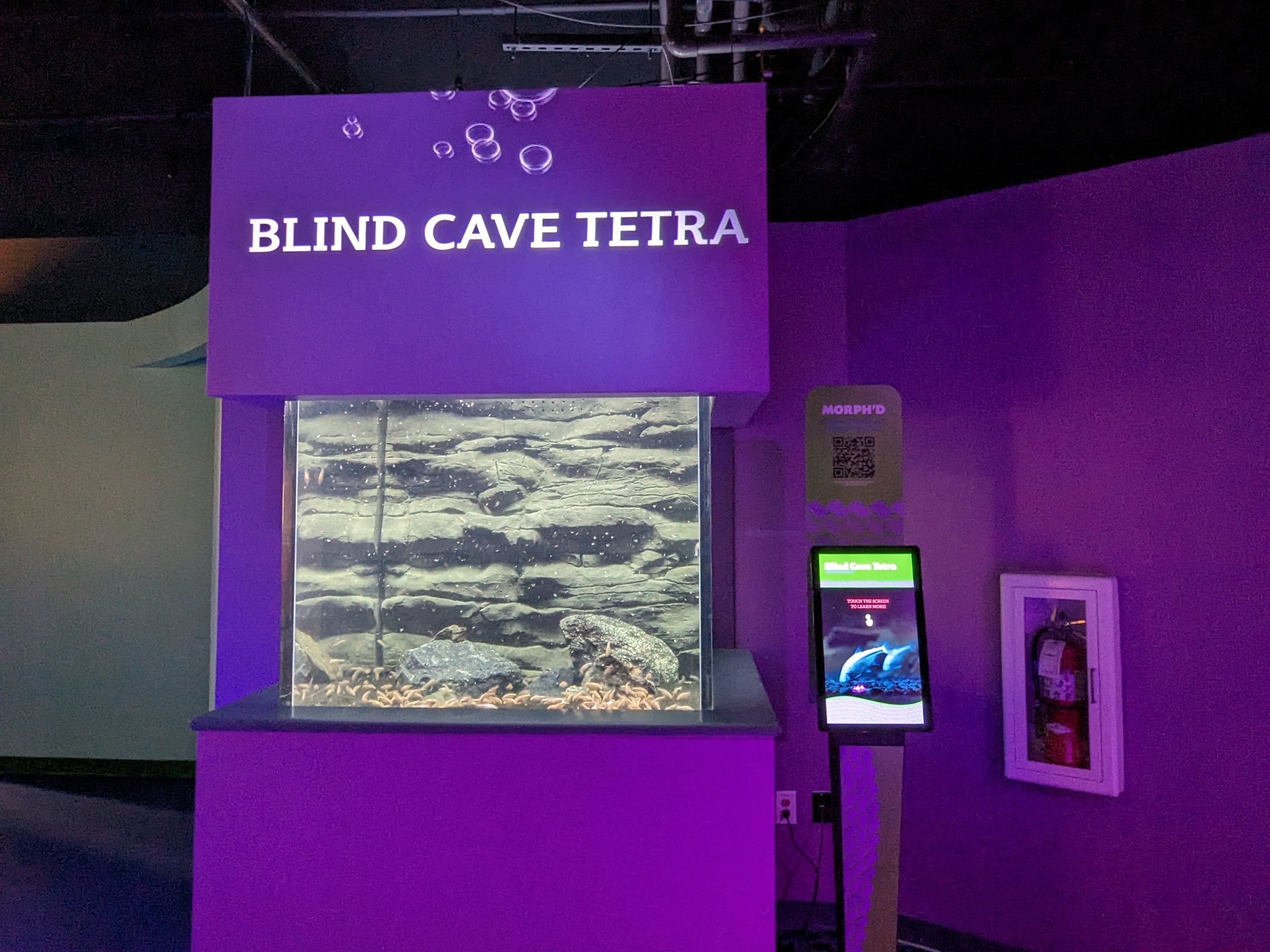 MORPH'D - Blind Cave Tetra