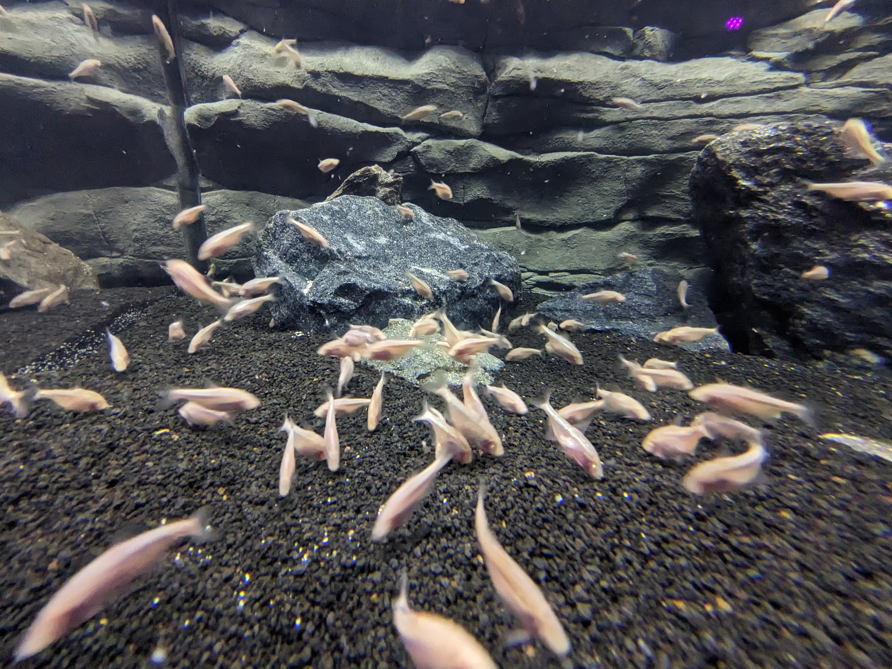 MORPH'D - Blind Cave Tetra