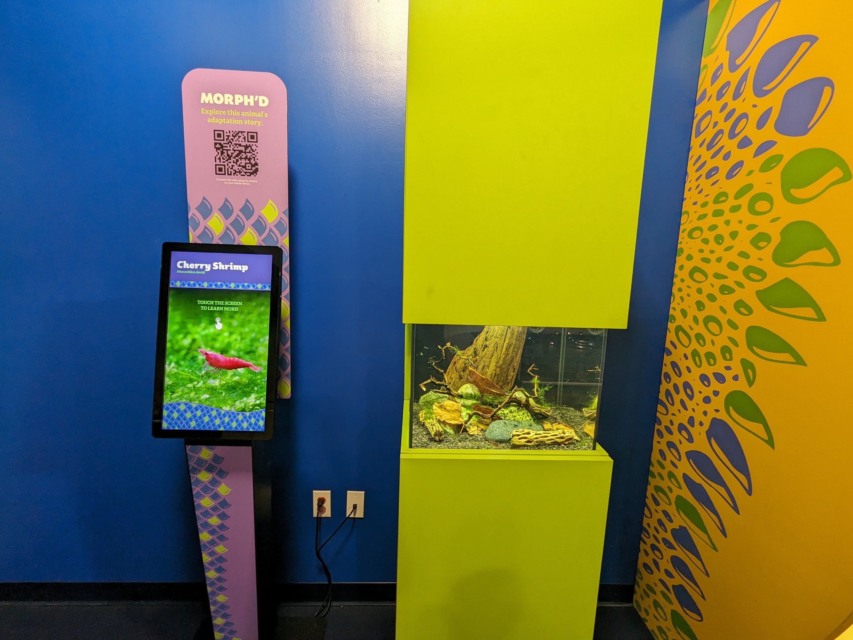 MORPH'D - Cherry Shrimp