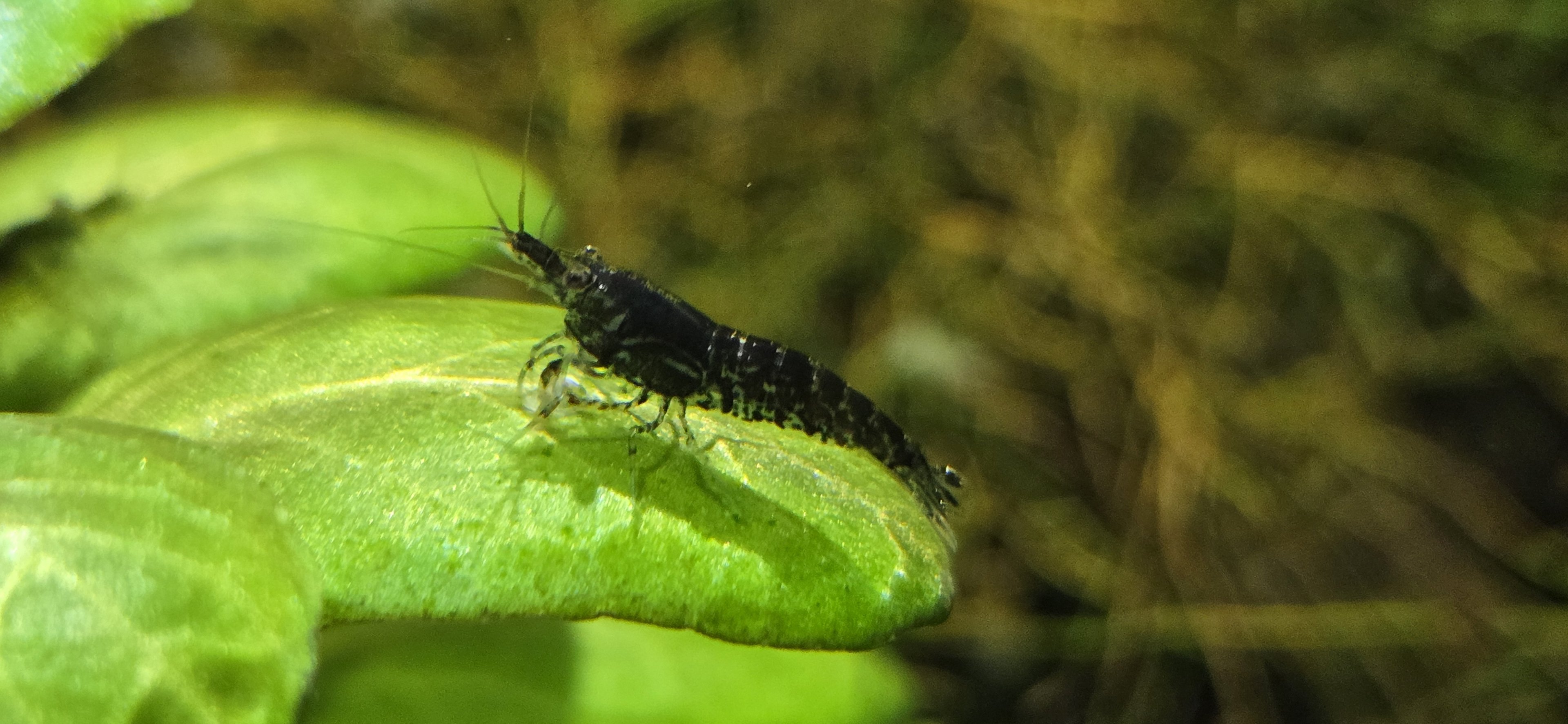 MORPH'D - Cherry Shrimp